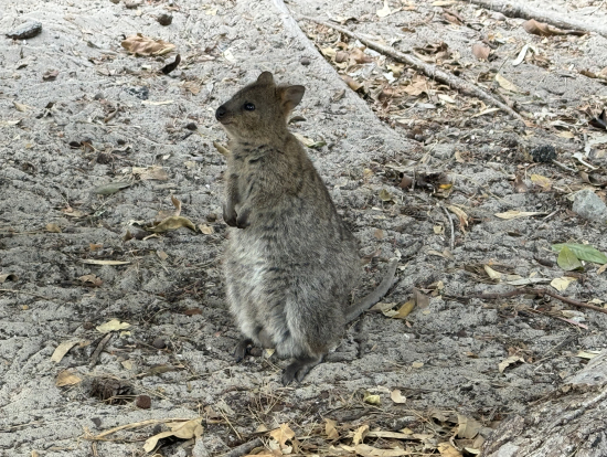 クオッカはなかなか立ち上がらないですね