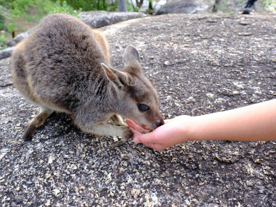 手から直接食べてくれます