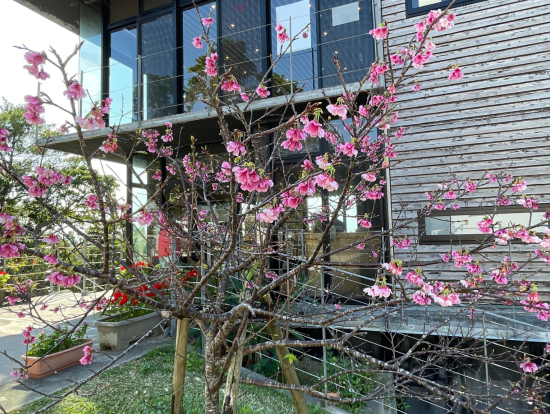 名護城公園ビジターセンターSubacoの桜