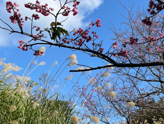 名護城のさくらとすすき