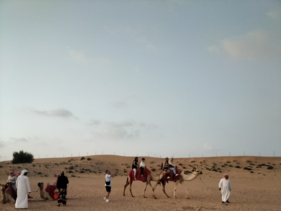 ラクダ乗り体験は、MERSの宿主の可能性が有るので触らないようにというお達しがあり、遠くから眺めるだけでしたが、面白そうです。