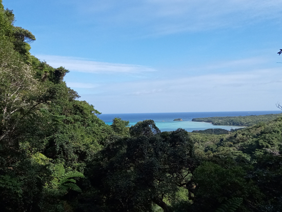 美しい海の色、珊瑚のヒミツがこの森の中に!!