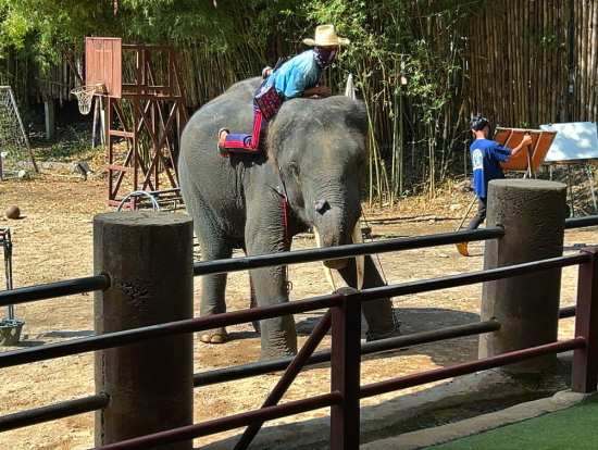エレファントキャンプでのゾウのショー