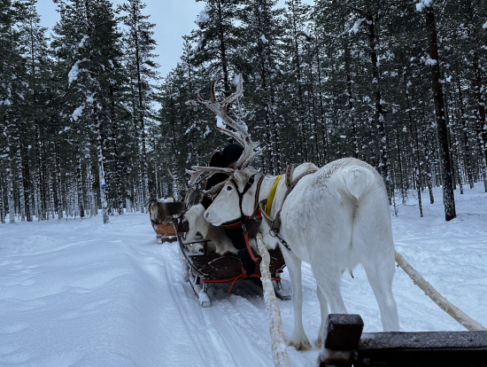 連なってゆっくり森を抜けていくトナカイソリ