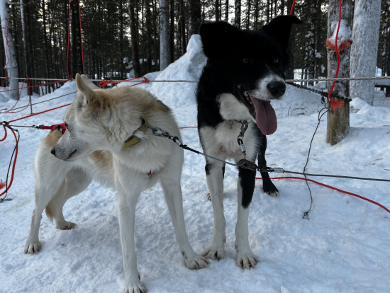 人に慣れていて賢い、かわいい犬たち