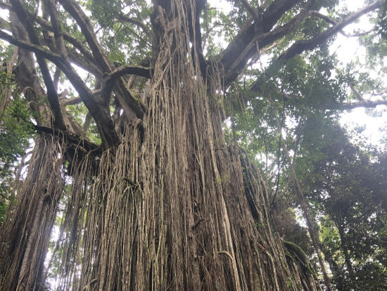 カーテンフィグツリー