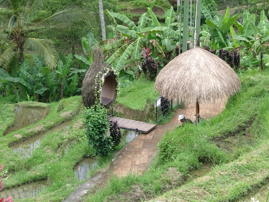 テガガランのライステラス。ベストシーズンではないのであまり期待してなかったですが、想像以上に緑がきれいでした。