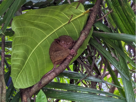 カメラ目線バッチリのターシャ