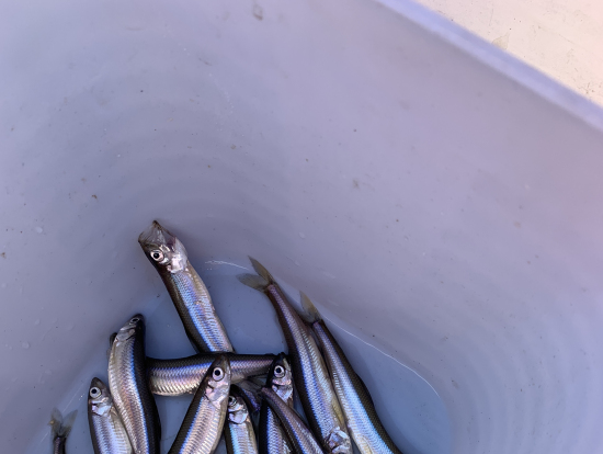 2時間で18匹釣りました！