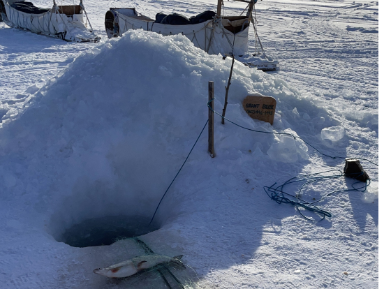 魚は30センチ位かなぁ