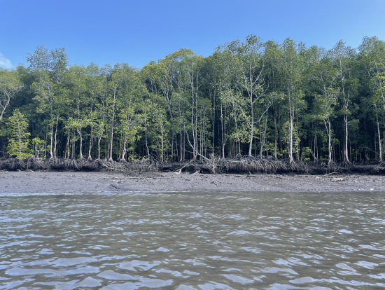 干潮のマングローブ