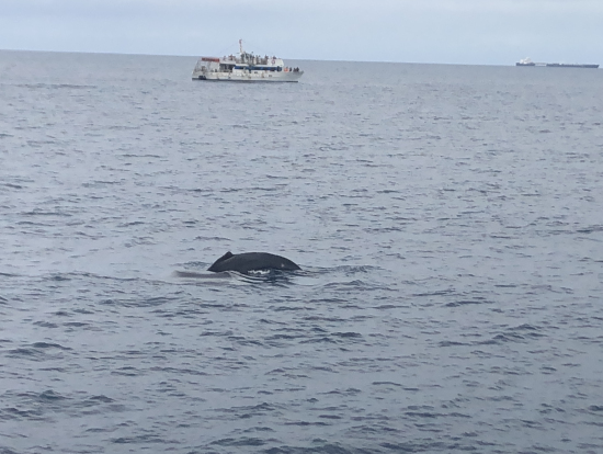黒い塊が鯨の背