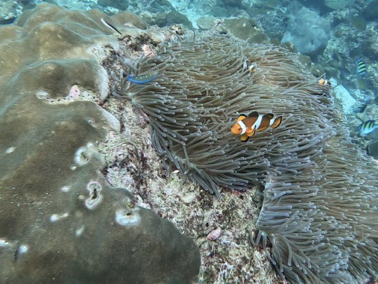 カイ島のニモちゃん見つかればラッキー