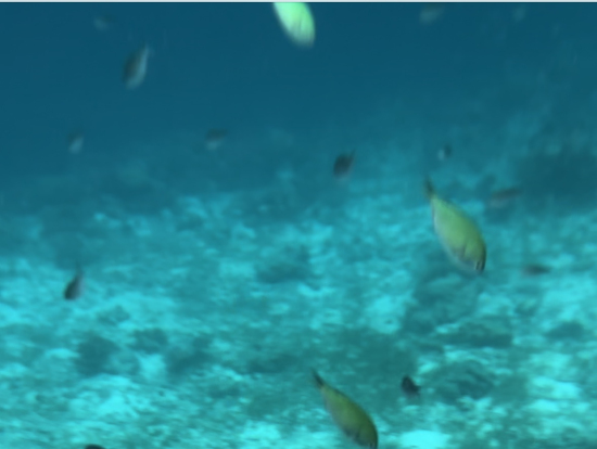 動画のスクショなので画像が粗いですが、たくさんの熱帯魚に出会えます!