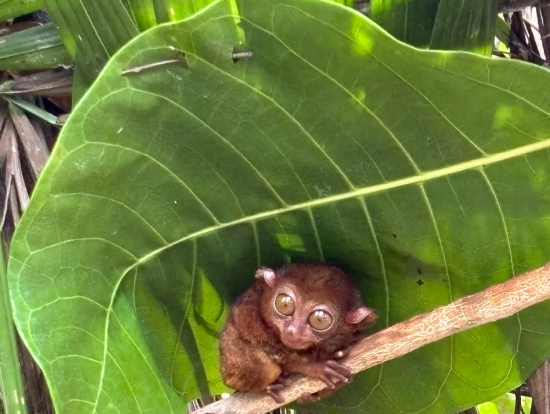 とってもかわいいメガネザルのターシャ