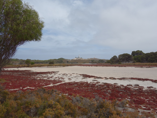 白い所が湖面が干上がって塩が堆積した部分(Pink Lake)