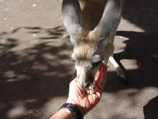カンガルーに餌をあげる。
