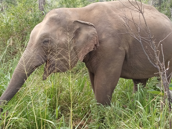 象のサファリ、結構近い!