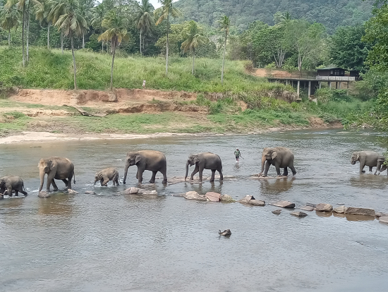 象の孤児院、皆で水浴び
