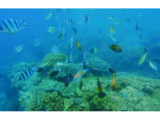 水は澄んで多数の熱帯魚が見れました