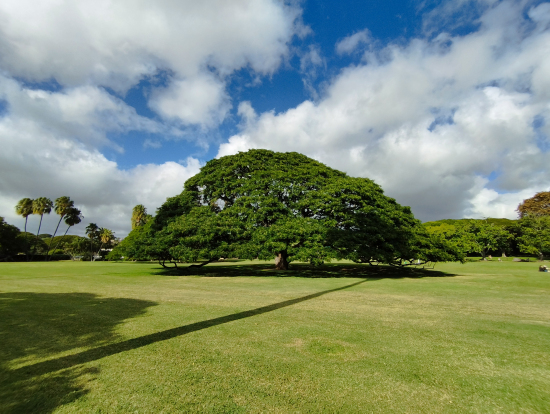 あの木なんの木