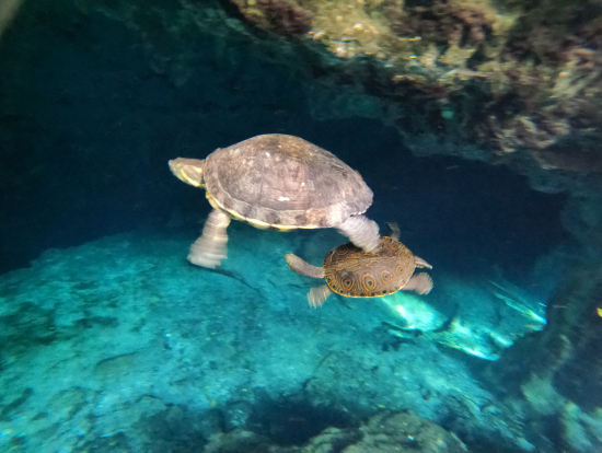 グランセノーテ