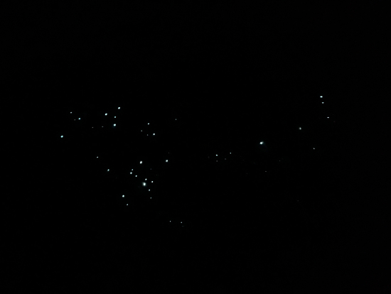 写真にはうまく映らないけど、土ボタルがたくさん