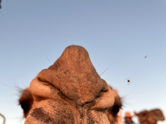 ジェット君の鼻