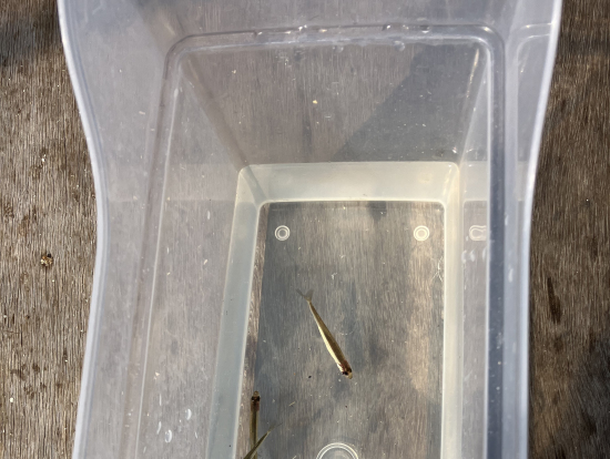 ワカサギ泳いでます