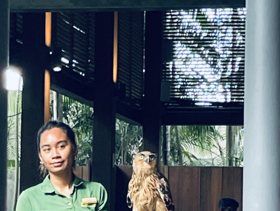 フクロウの紹介