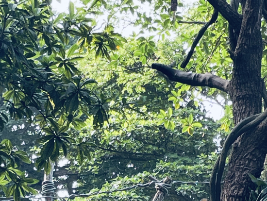 間近にオランウータンが!