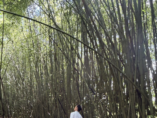 竹林