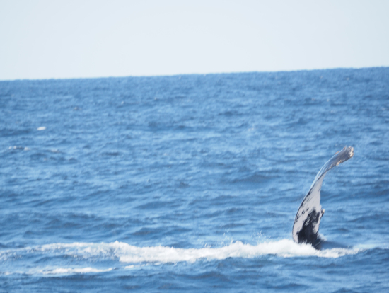 ペックスラップ