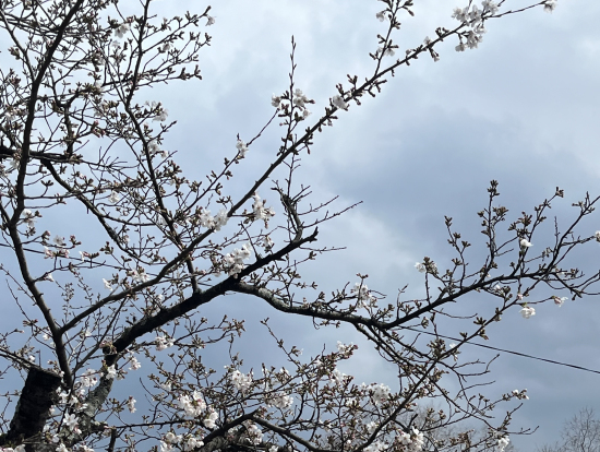 桜の枝に手が届きそう。