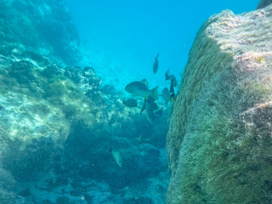 ピッシンヌナチュレル