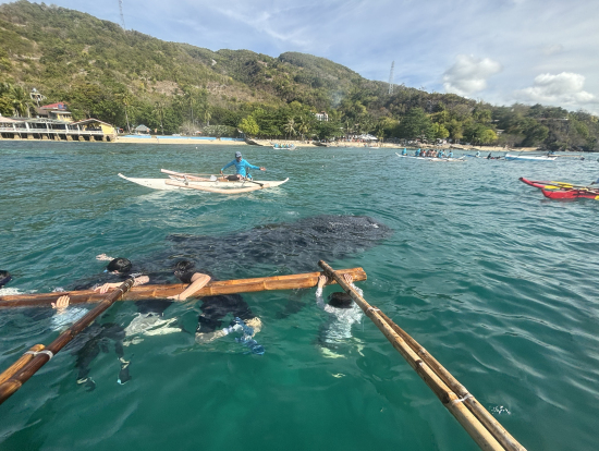 大迫力のジンベイザメ