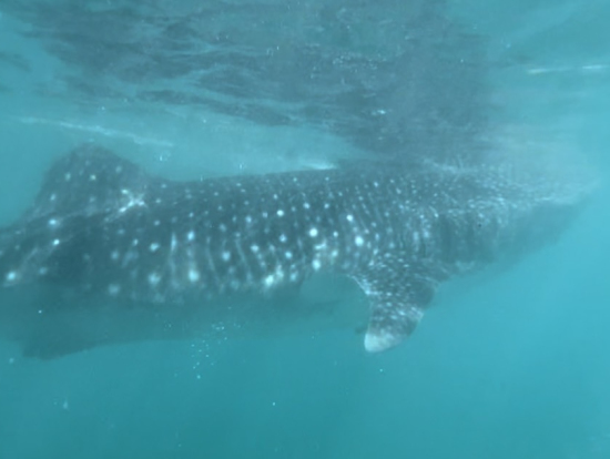 至近距離のジンベエザメ!