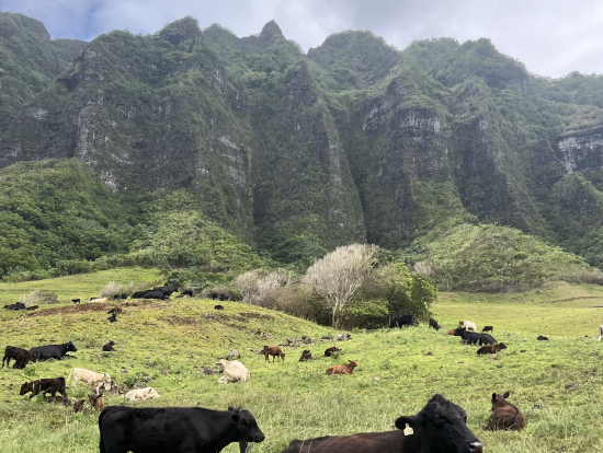 ちょうど赤ちゃんの牛がたくさんいる時期でした