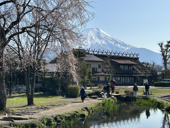 富士山も桜も綺麗でした
