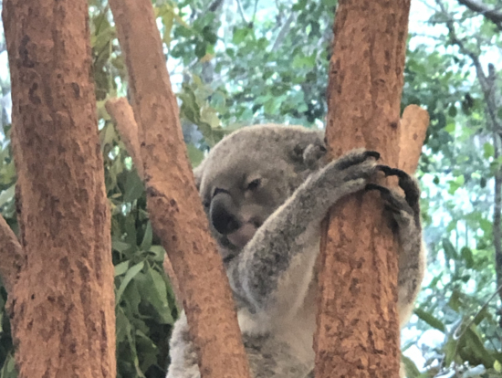寝ていないコアラ