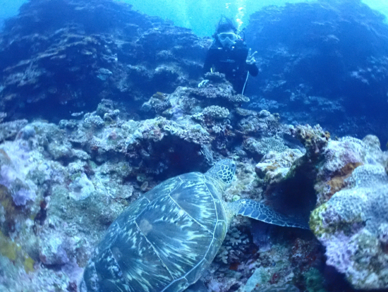 ウミガメと写真