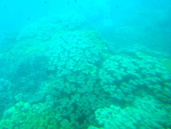 ホエールウォッチング+珊瑚も見られて良いです