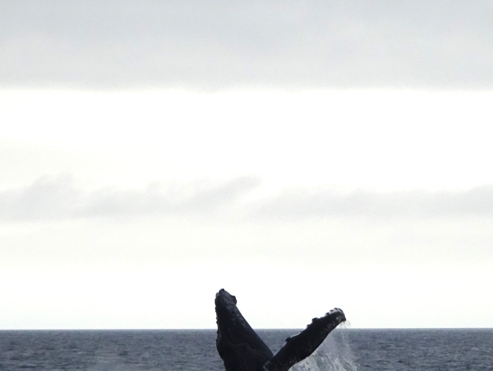 ジャンプも見られました