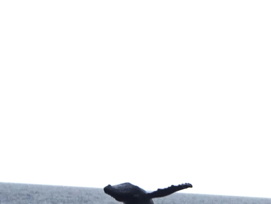 縦写真なので半分しかアップロード出来ませんでした