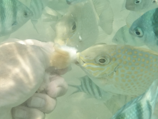 珊瑚礁にはたくさんの魚達