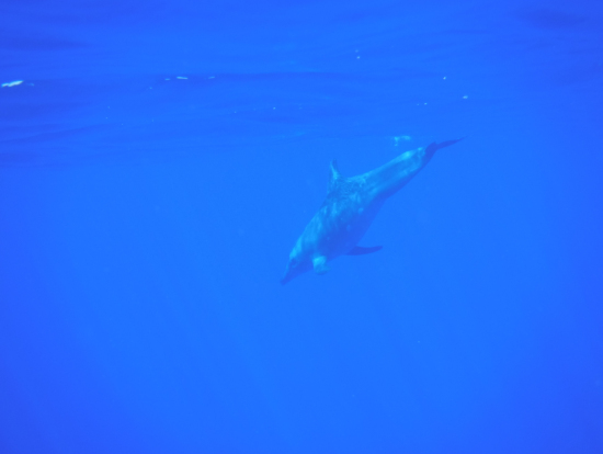 子供もいるようで、家族のようです。