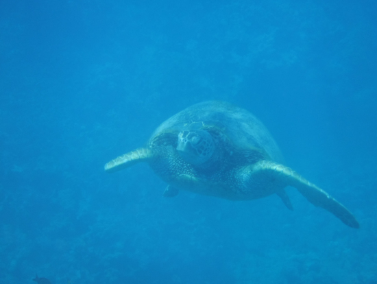 つづいてウミガメスポットに移動