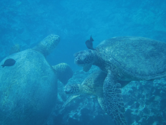 大きいの、中ぐらいの、小さいの。三頭いました。