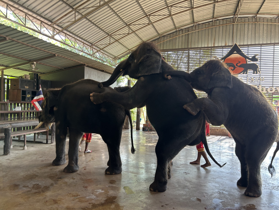 象さんたち頑張ってました