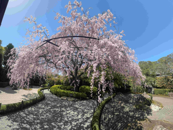 退蔵院の枝垂れ桜